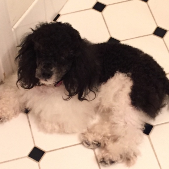 Meet your Posher, Dadctr - Picture 2 of 6